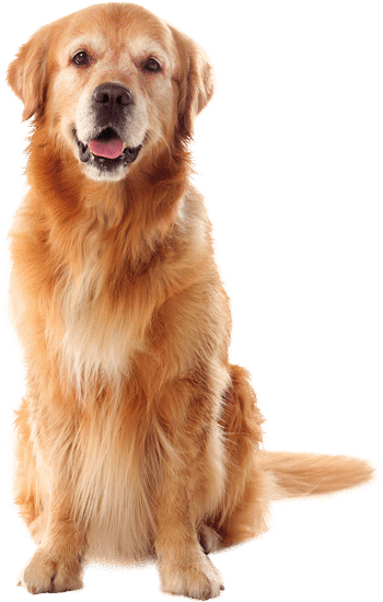 Golden retriever sentado, protegido con Simparica