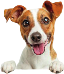 Perro Jack Russell protegido con Simparica